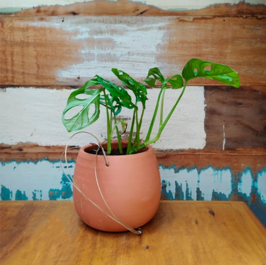 Monstera adansonii vaso bola M