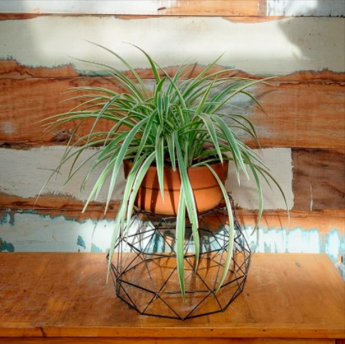Clorofito cuia reta nº1