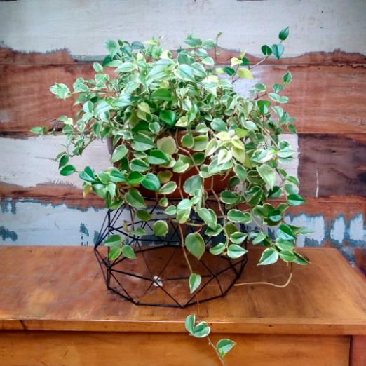 Peperômia scandens cuia reta nº2
