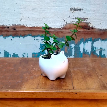 Suculenta vaso gatinho de porcelana