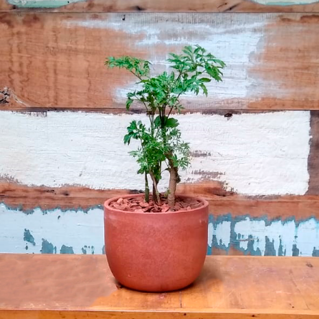 Árvore da felicidade vaso cumbuca G