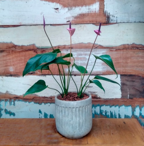 Antúrio G roxo vaso duncan marfim