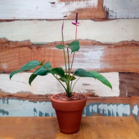 Antúrio G roxo vaso comum nº3