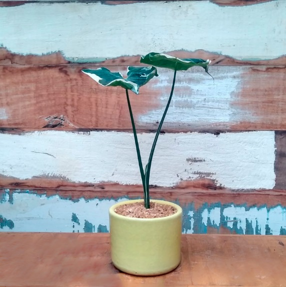 Alocasia mickey cilindro nº2 esmalt. amarelo