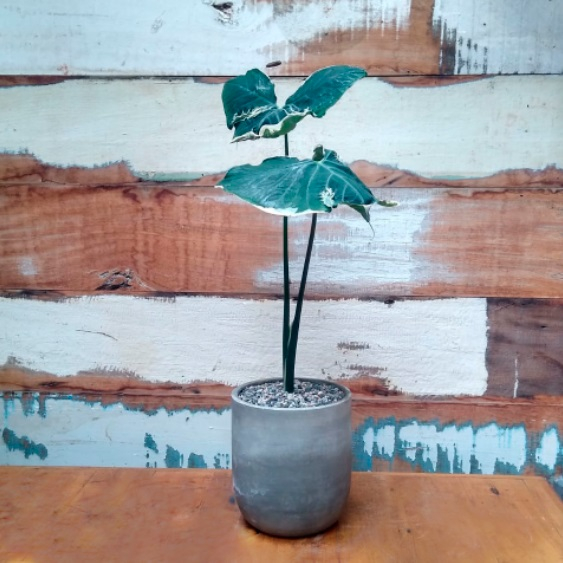 Alocasia mickey vaso concreto curvo minizinho