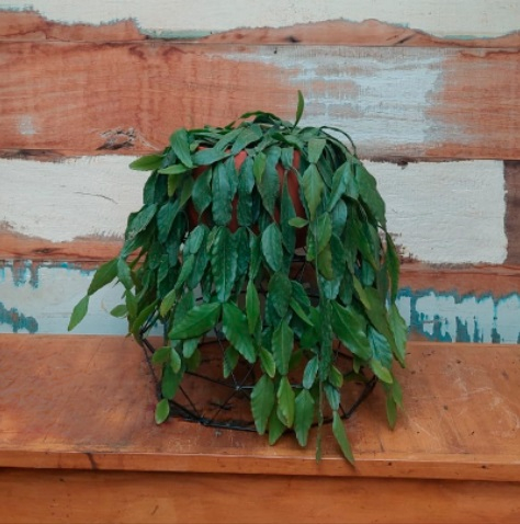 Rhipsalis oblonga vaso sem friso M