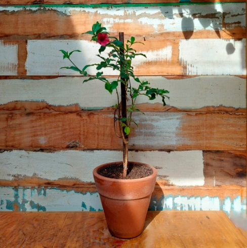 Alamanda Roxa Vaso Comum Barro nº5