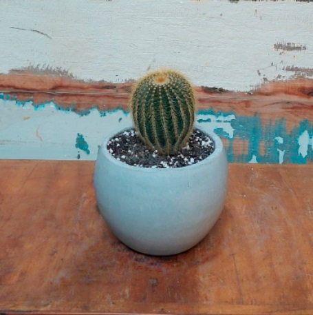 Cacto Vaso Bola Mini 1