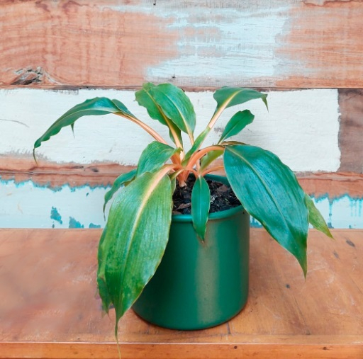 Lumina Vaso Lata Verde nº 3