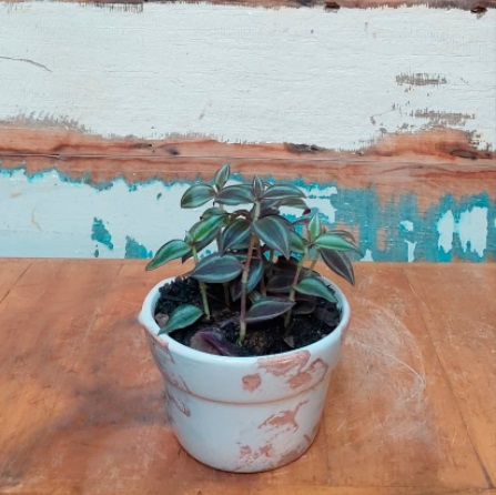 Lambari zebrina Vaso parede esmalt. PP Branco