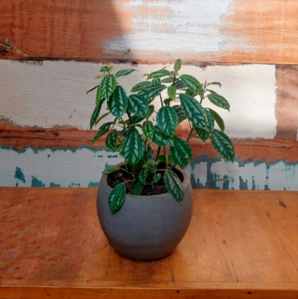 Planta alumínio vaso concreto bola minizinho