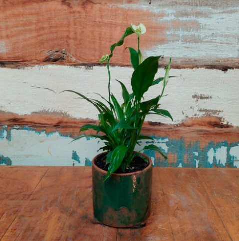 Lirio da paz vaso esmaltado verde escuro