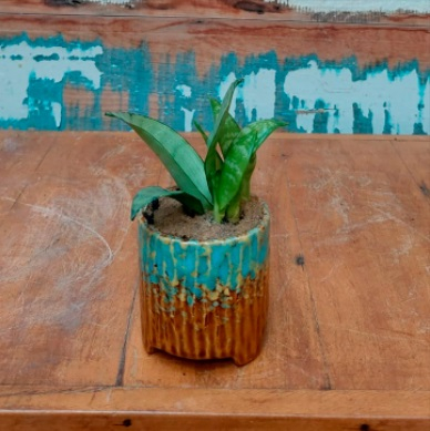 Sansevieria golden mini copo carice azul mescla