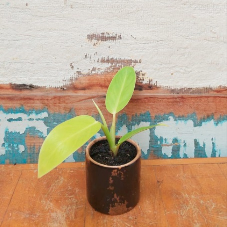 Filodendro mini Vaso Tubo esmalt. P preto