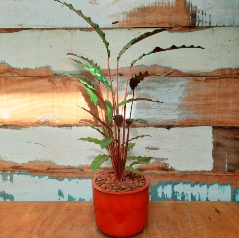 Maranta Rufibarba cachepô morumbi vermelho nº2