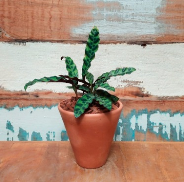 Maranta Cascavel P vaso comum liso nº2
