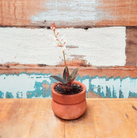 Orquidea Phalaenopsis mini Vaso Comum nº 00