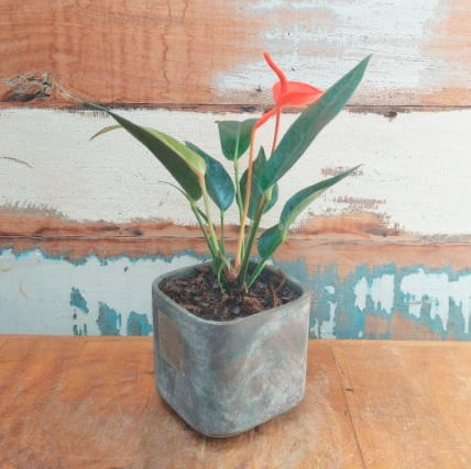 Anturio rabo de pavão Vaso concreto Cubo P