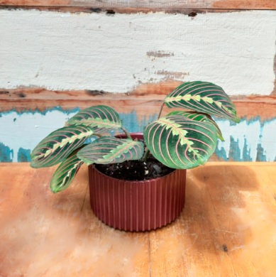 Maranta Leuconera Vaso ondulado vinho M