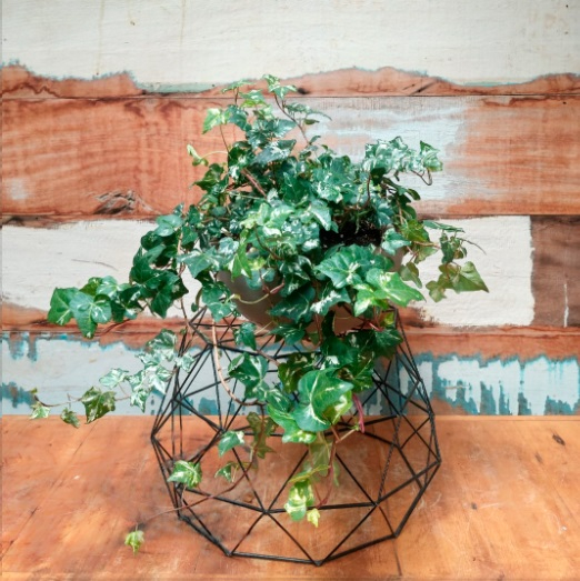 Hera variegata M Bacia Concreto P