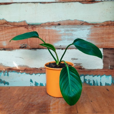 Filodendro Congo Vaso Lata nº 4 amarelo