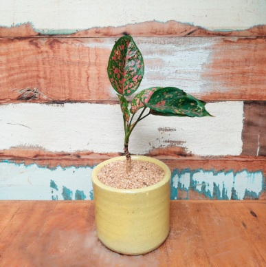 Aglaonema vermelha Vaso Mini cilindro nº 3 Esmaltado amarelo