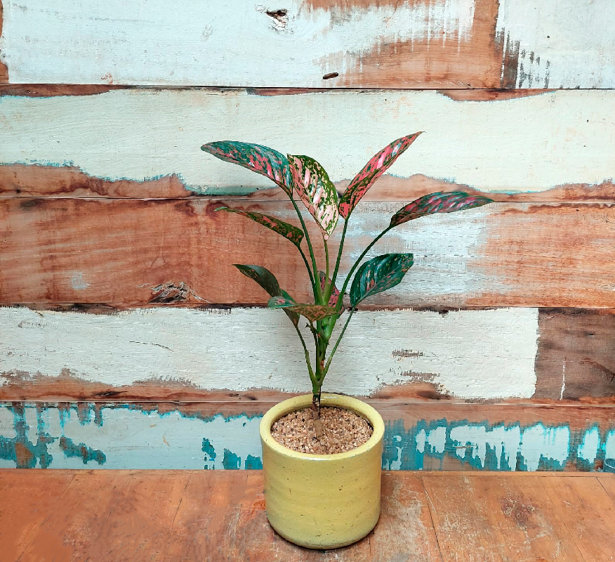 Aglaonema vermelha Vaso Mini cilindro nº 3 Esmaltado amarelo