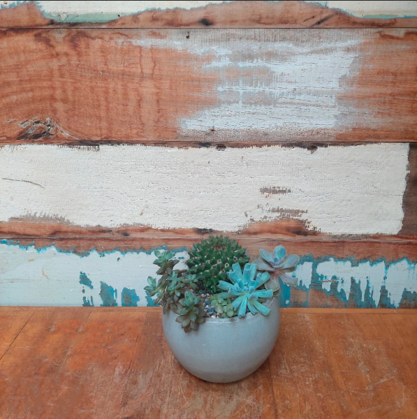 Cacto e suculentas no vaso concreto bola minizinho