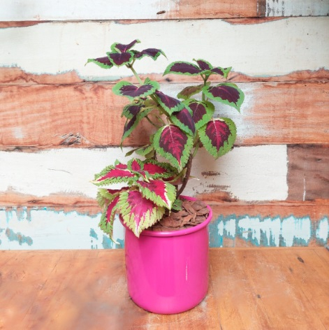 Coleus Vaso Lata nº 4 Rosa