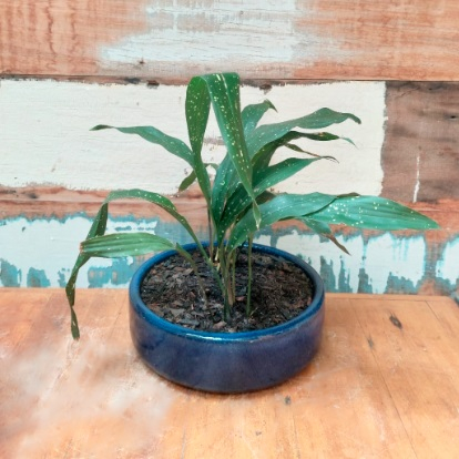 Aspidistra elatior Vaso Cuia reta nº 2 esmaltado azul