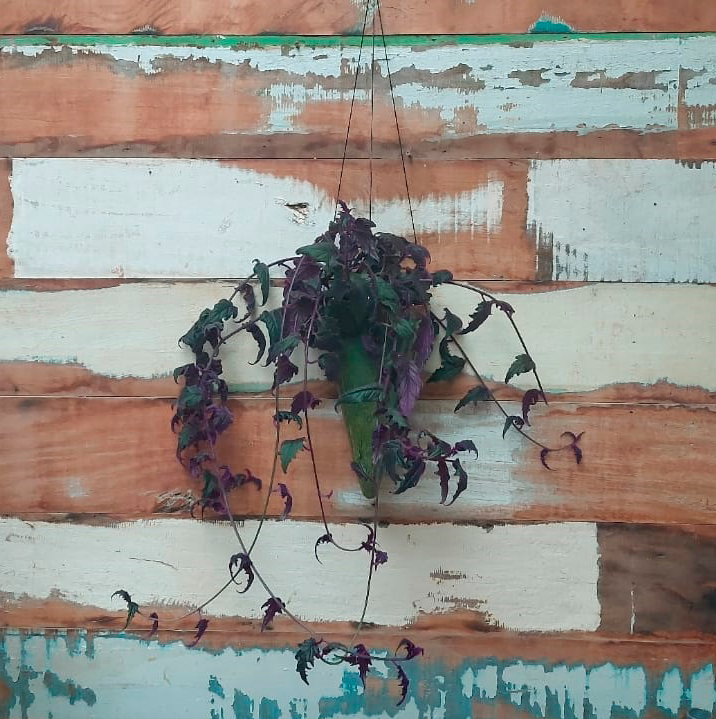 Veludo roxo Cone esmaltado verde musgo