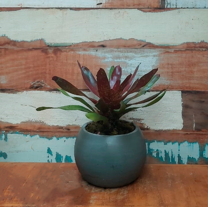 Bromélia de sol Vaso concreto curvo grande