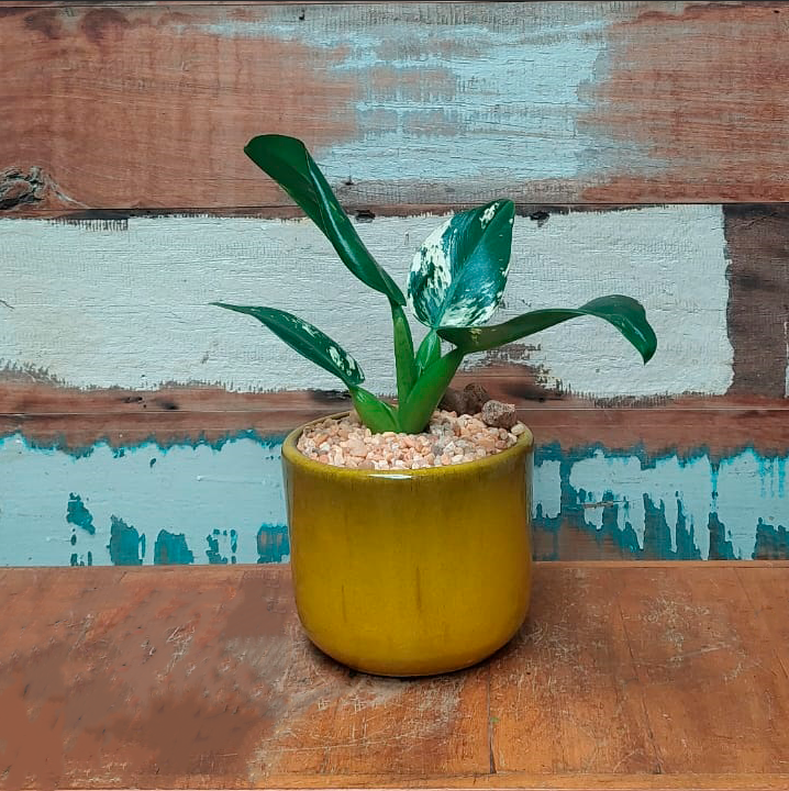 Pacová variegata Cachepô morumbi mostarda nº2