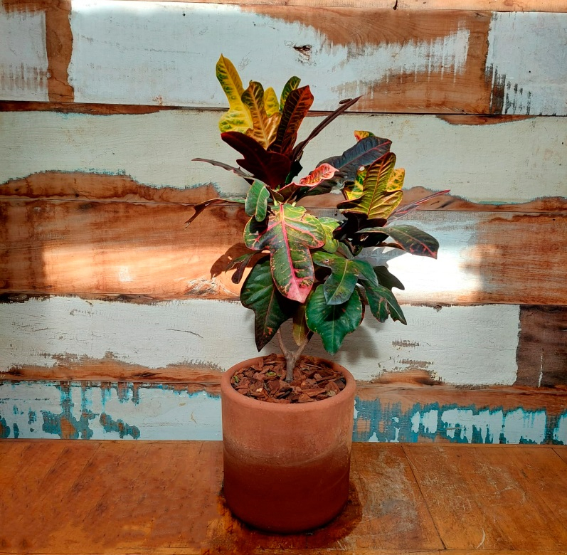 Cróton Vaso Mini Cilindro nº 4