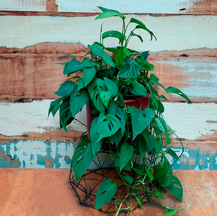 Monstera Adansonii Bacia metal 10 litros vermelha