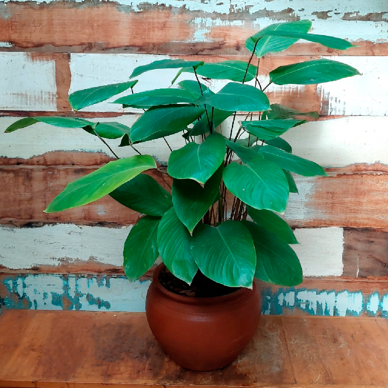 Maranta Mini Charuto Vaso Baú Liso Natural Nº1