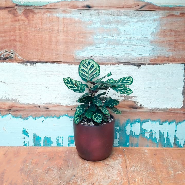 Maranta Makoyana Vaso Cumbuca Vinho