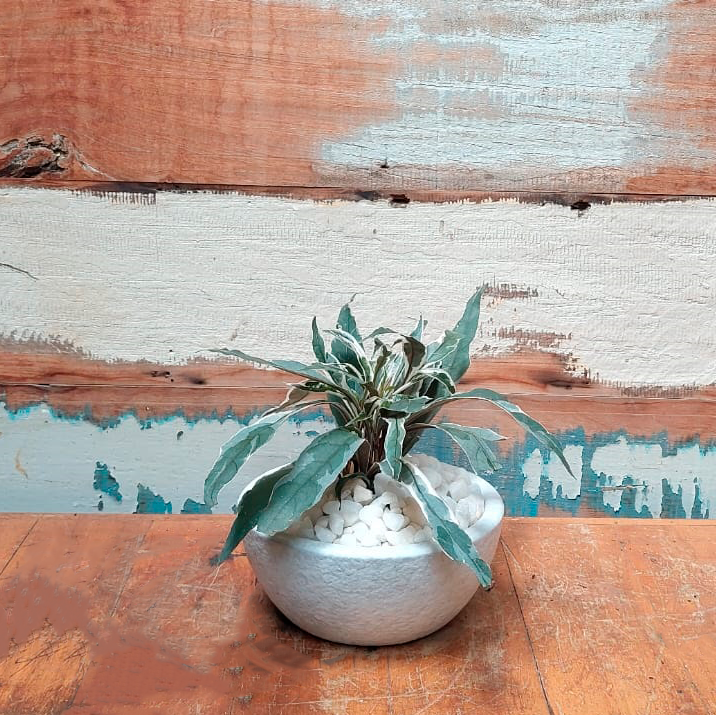 Graptophyllum Vaso Cuia nº 1 Esmaltado branca