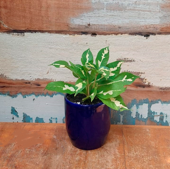Graptophyllum Vaso Cumbuca Silveira M azul marinho