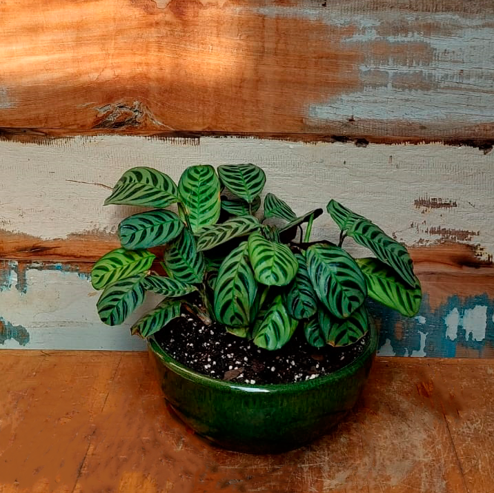 Maranta Burle Marx Vaso Cuia nº 2 esmaltado verde musgo
