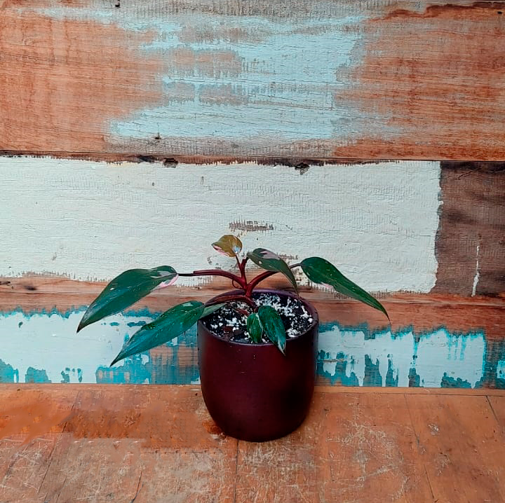 Filodendro ‘pink princess’ Vaso nevoa vinho
