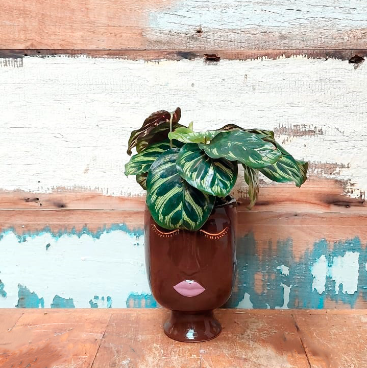 Maranta makoyana vaso rosto