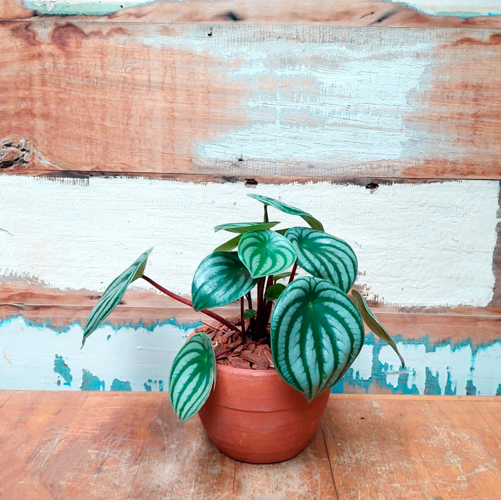 Peperomia melancia Cachepo roma natural nº1