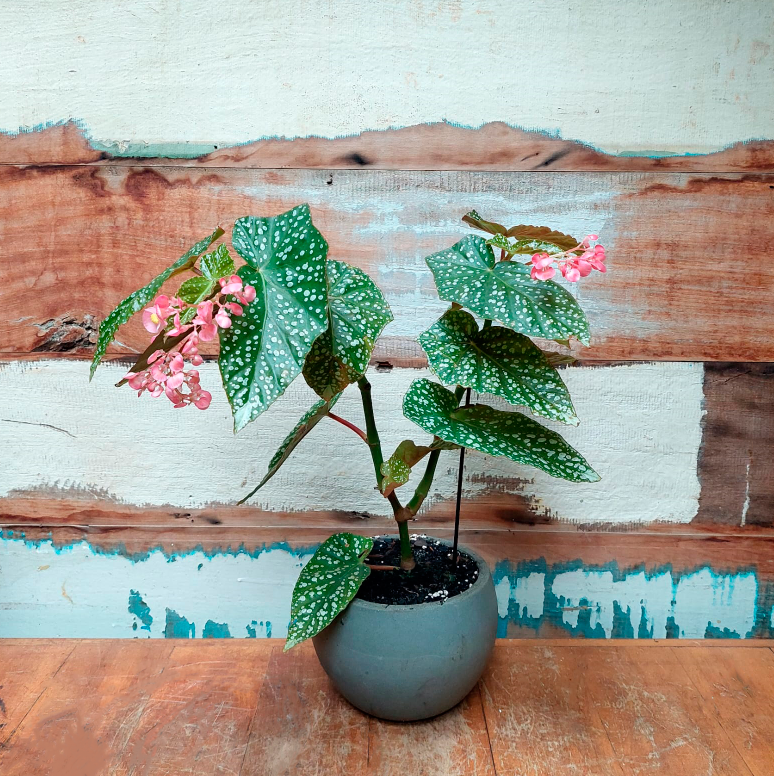 Begonia aconitifolia Vaso concreto bola minizinho