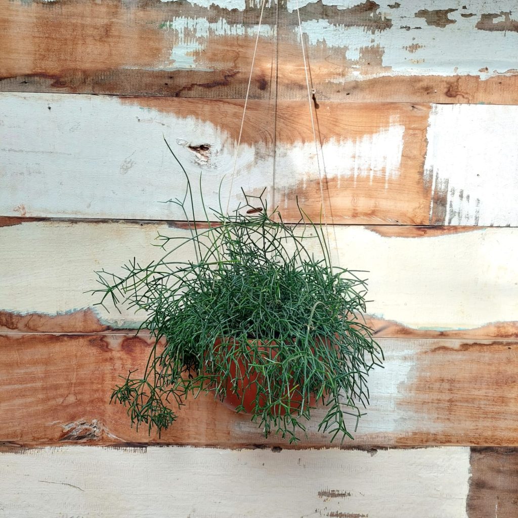 Rhipsalis fina Vaso Tigela M