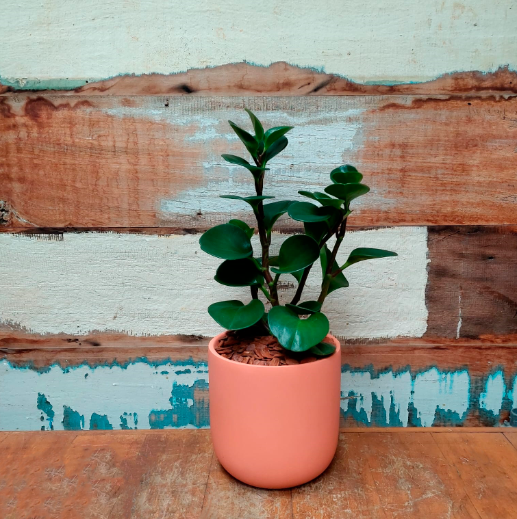 Muda Peperomia obtusifolia Vaso terracota M