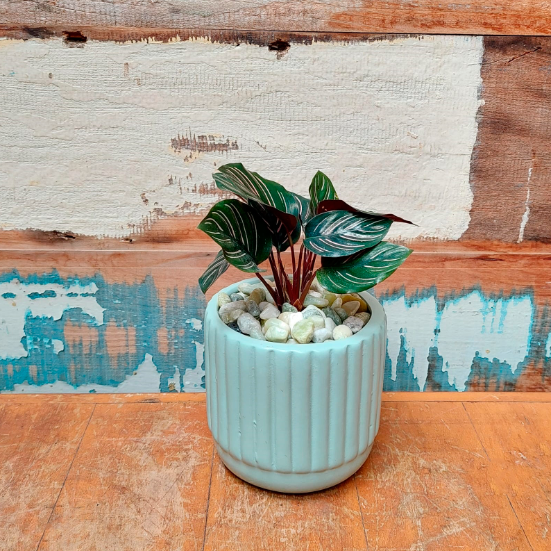 Maranta Riscada Vaso listra verde claro