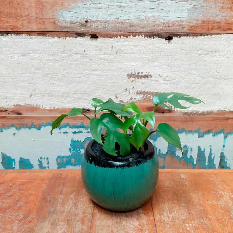 Mini monstera Vaso Vietna verde musgo PP