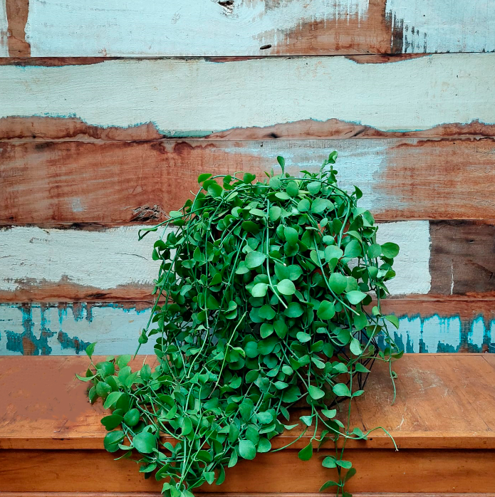 Dischidia imbricata Bacia terracota G