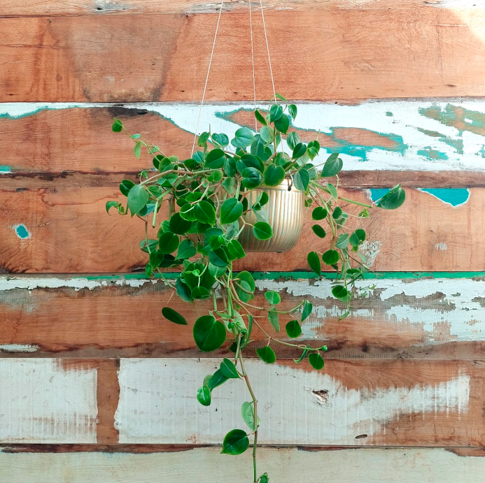 Peperomia verde Bacia pendente verde envelhecido